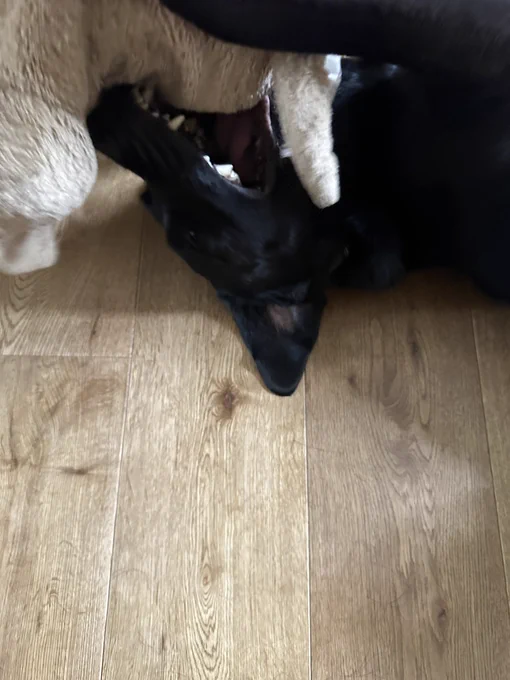 The image shows a close-up of a black dog lying on its back on a wooden floor. The dog appears to be playfully biting or interacting with a large, light-colored stuffed animal. The dog's mouth is open, showing its teeth, and the stuffed animal is partially covering the dog's face. The wooden floor has a natural grain pattern.