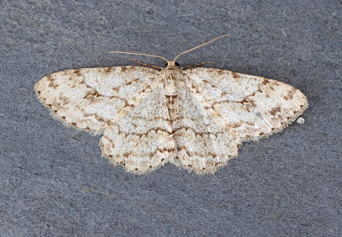 Engrailed