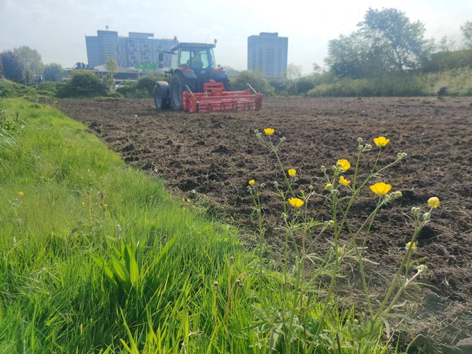 A tractor ploughing a field with a green edge and buttercups in the foreground.