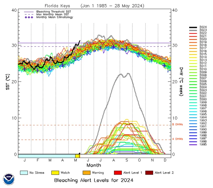 A graph showing a variety of colored lines corresponding to years from 1985 to 2024. The black line (2024) is higher than every other line starting in May, meaning May 2024 ocean temperatures are already hotter than all previous years back to 1985. 