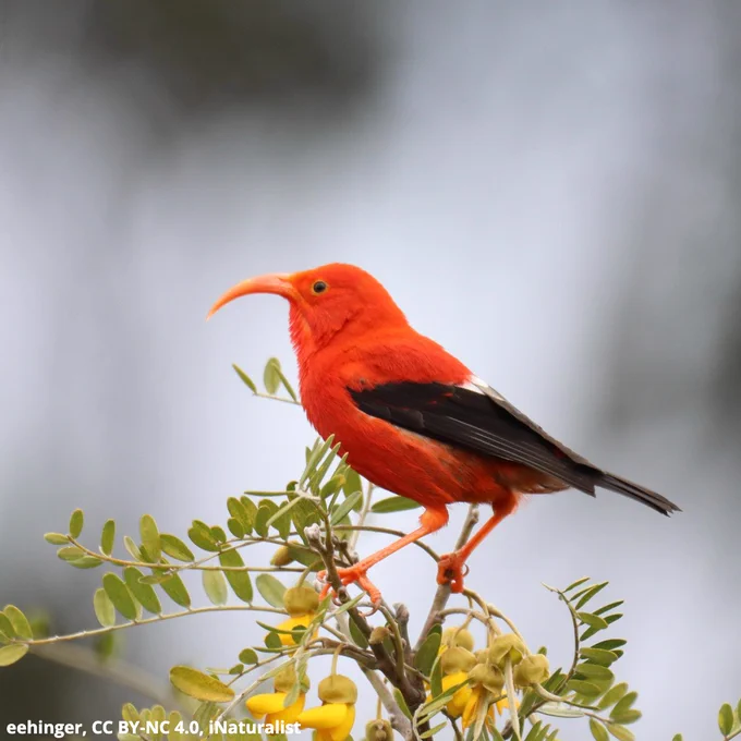 A photo of an ʻIʻiwi. It is a bright red bird with a long downturned beak. Its wings are black and white. 