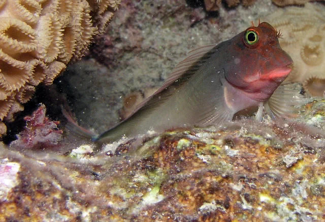 Blenio de labios rojos. Crédito a Matthew Hoelscher. CC BY-SA 2.0 DEED