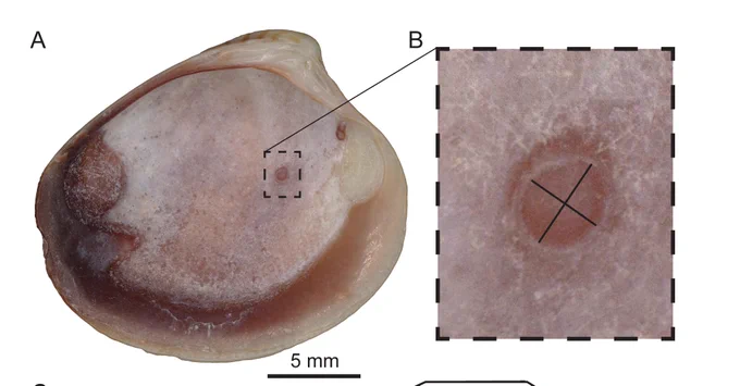 Orange-beige shell of Chamelea gallina (from Lido di Jesolo, Po Delta, Italy) with trematode-induced pits, with the largest one marked by an X.