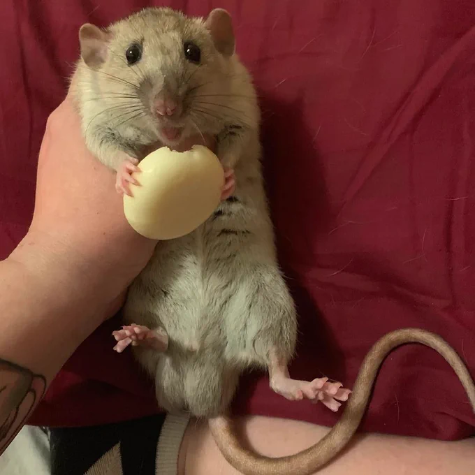 A sweet light grey-brown dumbo rat lies on its back, supported by its owner. It holds a Babybel tiny cheese wheel.

Snoot belongs to  jamiej27 via Reddit.
