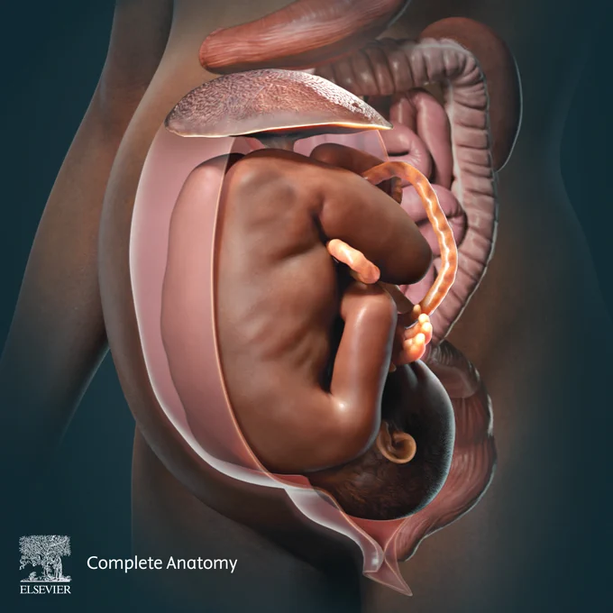 Image showing a developing fetus inside a dark-skinned female