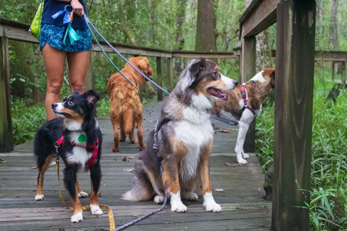 🌿🐶 Get ready for a tail-wagging adventure at Dog Day at the Swamp on June 15! 🌳🐾 Bring your canine companions for a paw-some day of exploration at BREC's Bluebonnet Swamp Nature Center. 🐕🌿 Experience the beauty of nature together as we welcome pets to roam the trails and enjoy the great outdoors! 🌲🐾 
Plus, don't miss the chance to meet local rescue organizations and get creative with special crafts or toys for your furry family members. 🎨 Admission fees apply, but pass holders can enjoy this tail-wagging event for free. See you and your pups there! 🌳🐾
