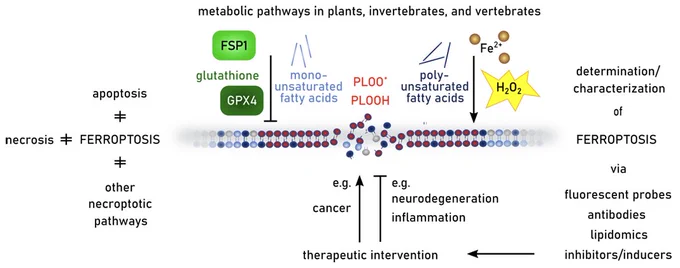 Ferroptosis in Health and Disease