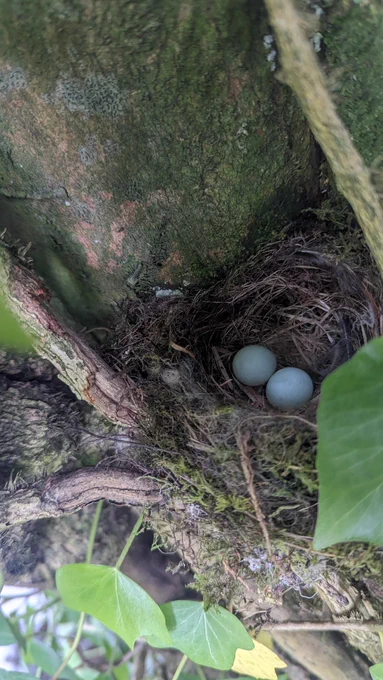 Odd SPOFL eggs
