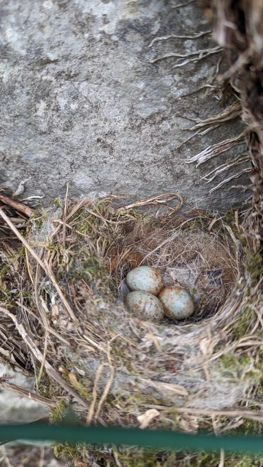 Normal SPOFL eggs