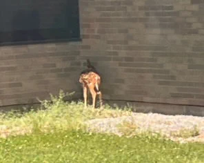 Fawn at Northwood