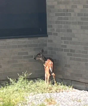 Fawn at Northwood