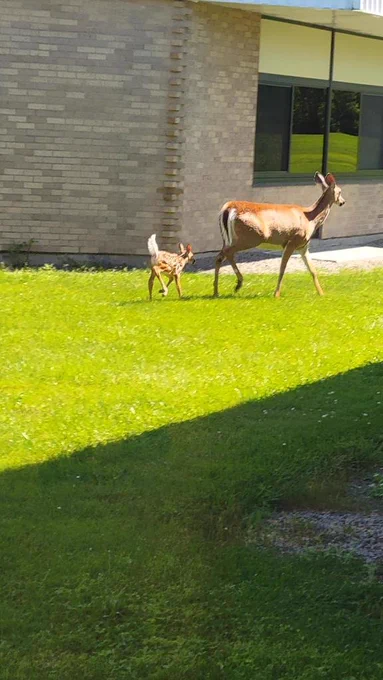 Fawn and mother at Northwood