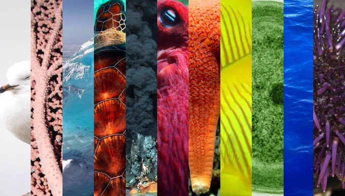 Rainbow flag made of marine organisms and environments.