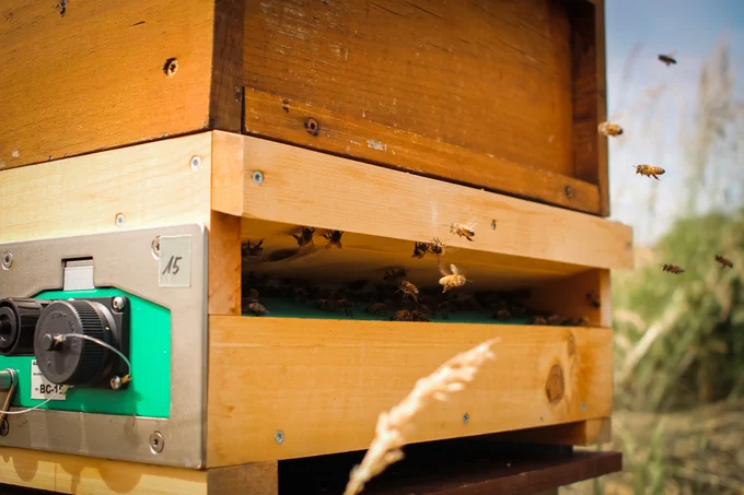 Einflugschlitz eines Bienenkasten mit ein- und ausfliegenden Bienen. Am linken unteren Kastenrand sind Rädchen und Kabel zu erkennen, die auf ein digitales Tool im Kasten hinweisen.