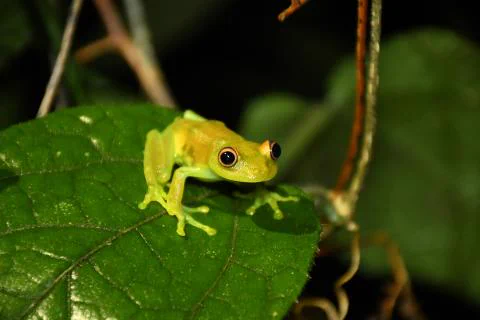 Small light green frog perched on a dark green leaf