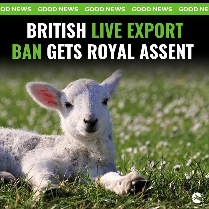 Good news: British live export ban gets royal assent 
