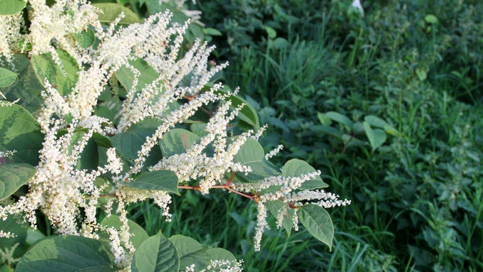 image of  a Japanese Knotweed