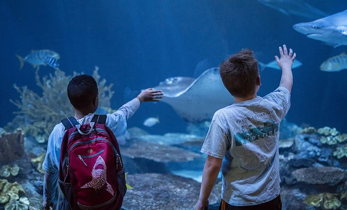 Two children, seen from behind, raise their arms to the sharks and fish behind glass at the Wild Reef exhibit at Shedd Aquarium.