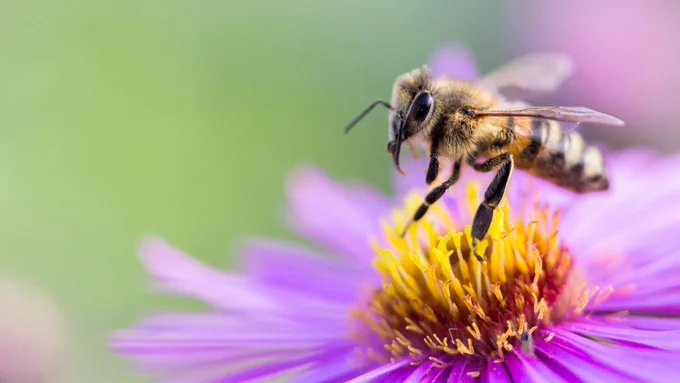 A bee collects pollen from a purple and yellow flower. 
