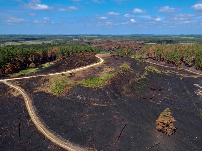 This image shows a large area of Wareham Forest that has been burned in a wildfire. 