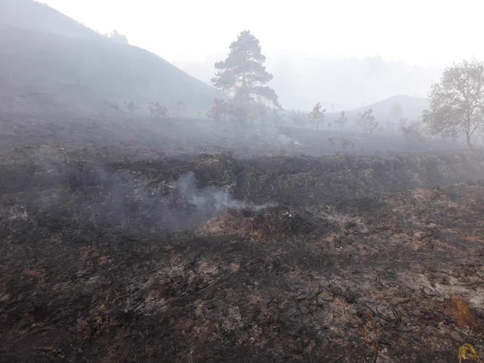 This image shows an area of Wareham Forest burnt in a wildfire in 2020. The ground is black and still smoking and a solitary tree remains in the centre of the ground. 