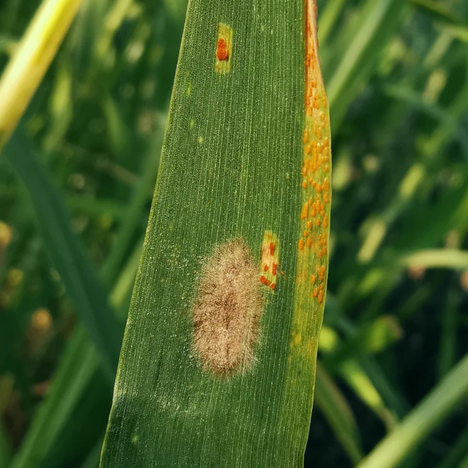 Powdery mildew, leaf rust, stripe rust on a barley leaf