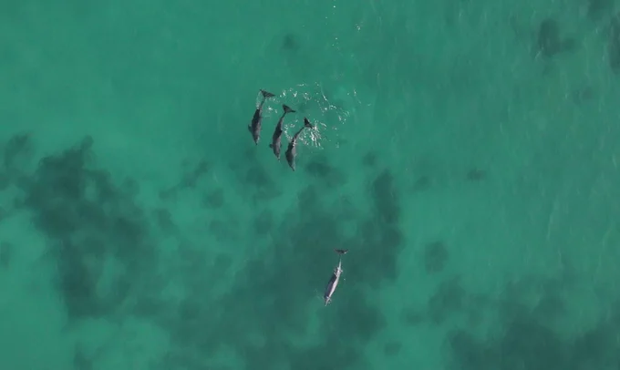 3 male bottlenose dolphins (top) herding a single estrus female (bottom) 