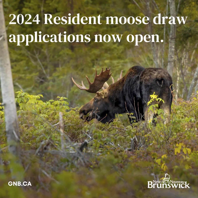Bull moose crouched down in the wood

2024 Resident moose draw applications now open.

GNB.CA