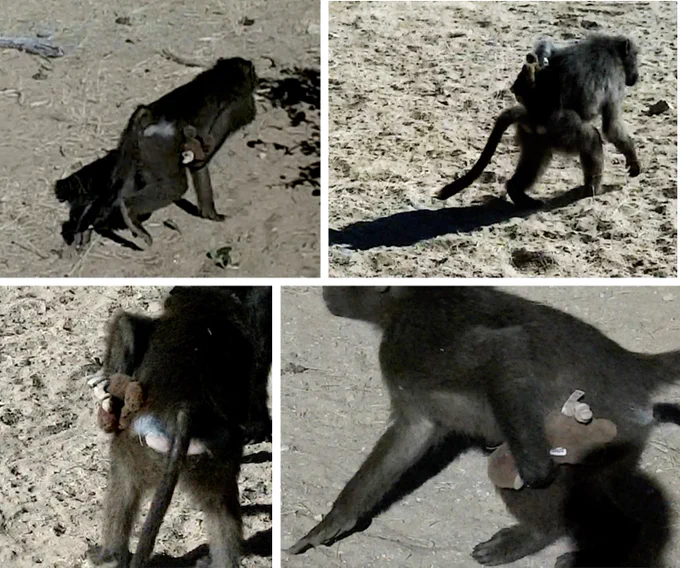 A juvenile female chacma baboon attempts to push a soft monkey toy onto her back. Credit: @helenreiderman