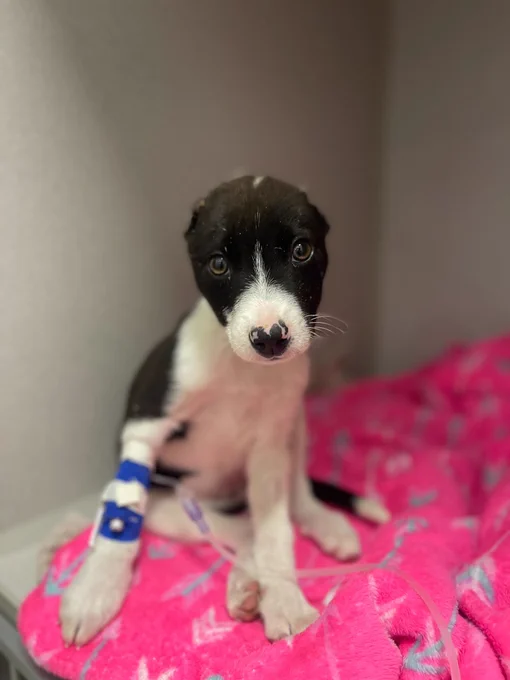 olive sits up on a neon pink blanket and looks at the camera. she has very sweet little brown eyes, and her ears are completely missing. she still has a blue and white bandage on one arm where the IV is hooked in, and her little nose is a sweet dappled pink and black combo.