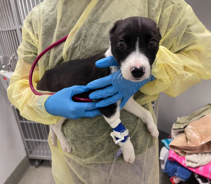 a person in a yellow papery medical gown and blue gloves holds a little black and white puppy in their arms as they press a stethoscope to the pup’s chest. the puppy is looking wide-eyed at the camera and has no ears. her snout and legs are white, while the rest of her fur is black, and she has a little IV running to her front right paw.