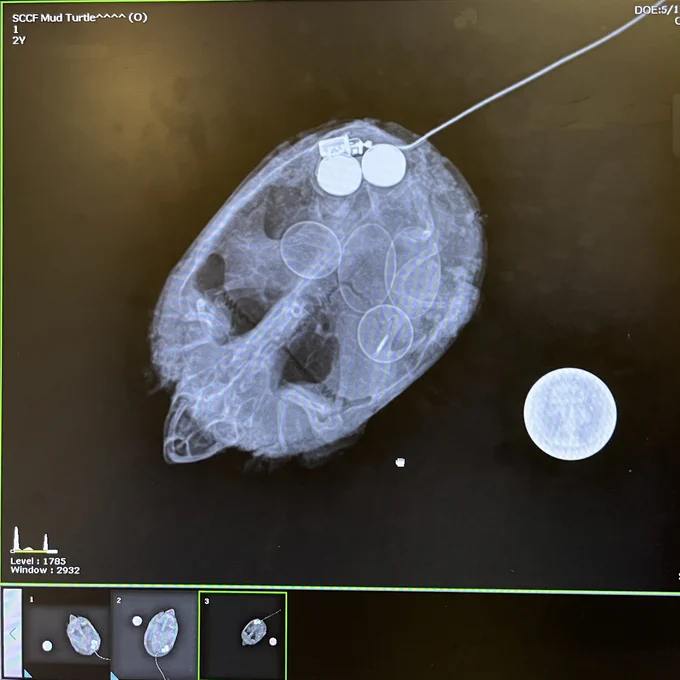 turtle x ray
