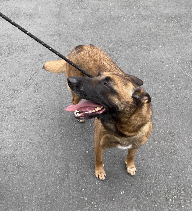 Police Dog from Gwent Police Dog Section at Peter Jones ILG