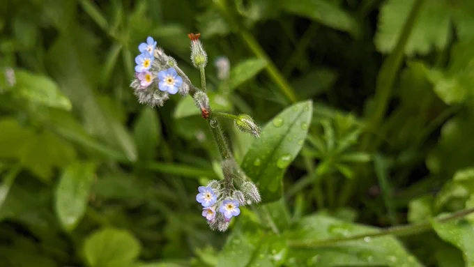 A close up photo of a flower (credit: S.Sinclair, Paths for All).