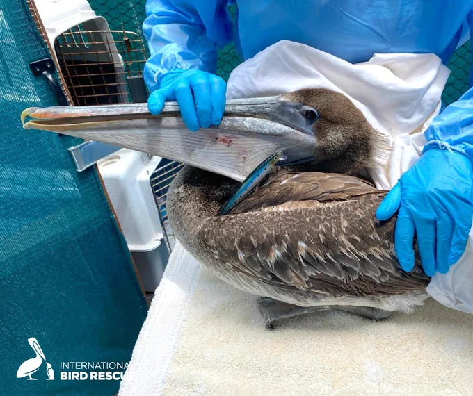 Photo of Brown Pelican with a fishing tackle injury in treatment at International Bird Rescue.