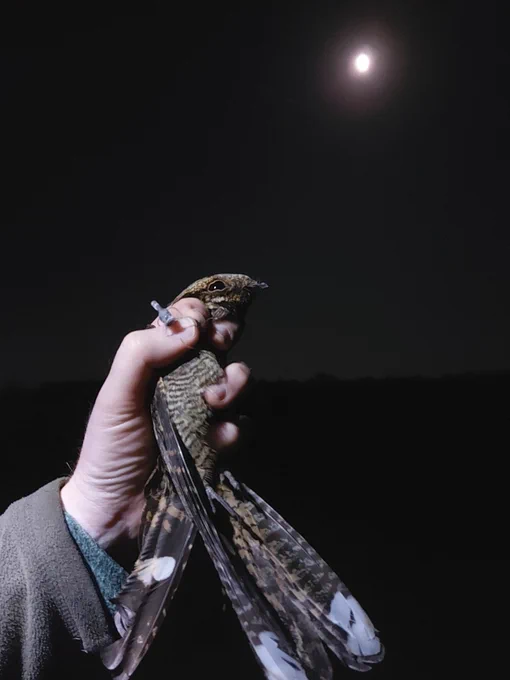Male Nightjar with multi-sensor logger that has just been retrieved. Photo: Hugh Hanmer