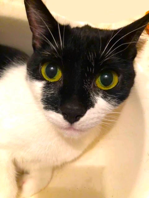 Picture of Oreo laying in the bathroom sink. She's looking into the camera with her golden eyes.