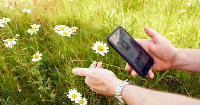 Using a mobile phone to record an ox-eye daisy flower