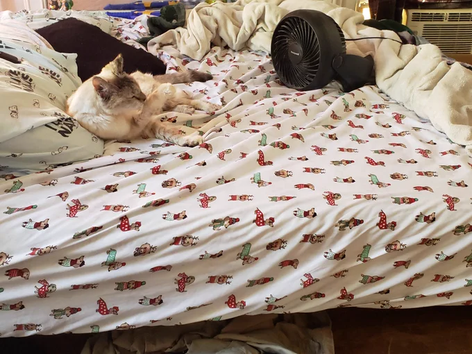 Snowcloud enjoying the fan