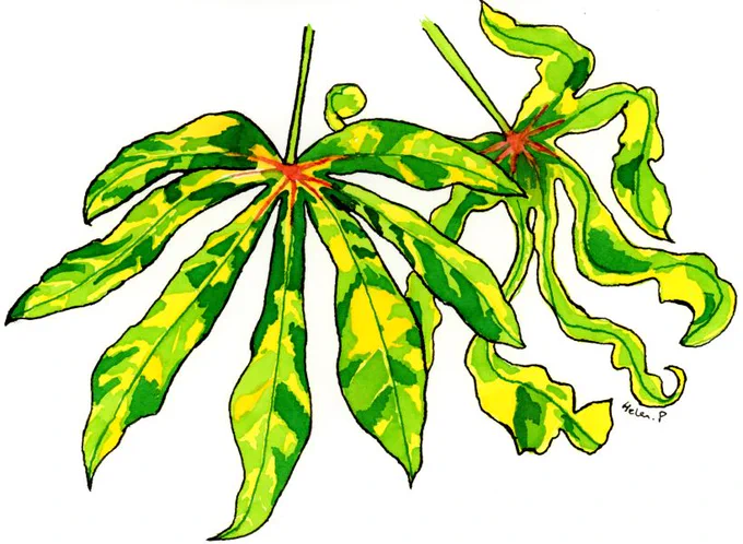 The painting shows two leaves, each with seven leaf lobes. The leaves are a mosaic of yellow, light green and dark-green patches. The key symptomatic difference between these two viruses is the distorted leaf lamina (right).