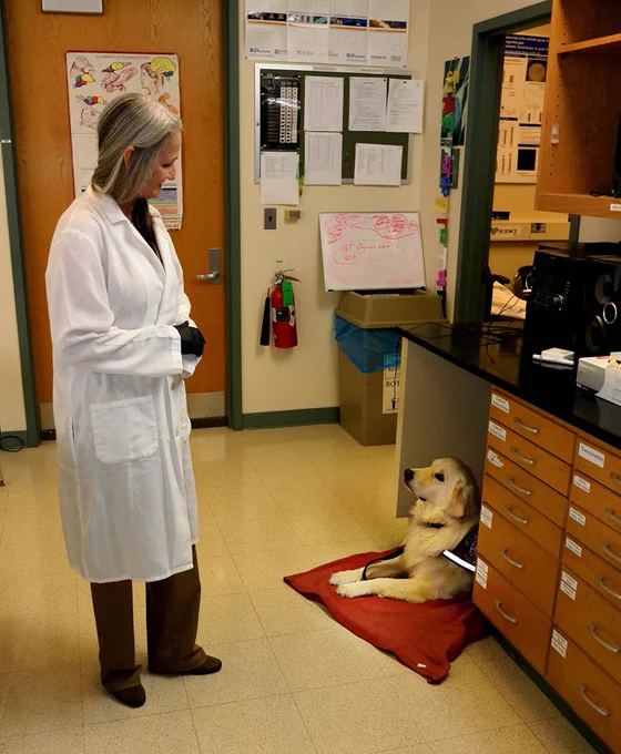 A woman with long gray hair wearing a lab coat is smiling and looking down at a white fluffy dog wearing a service dog vest and looking up at the person. The dog is lying on a red mat under a table. 