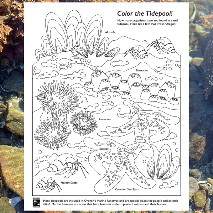 image of tidepool coloring sheet