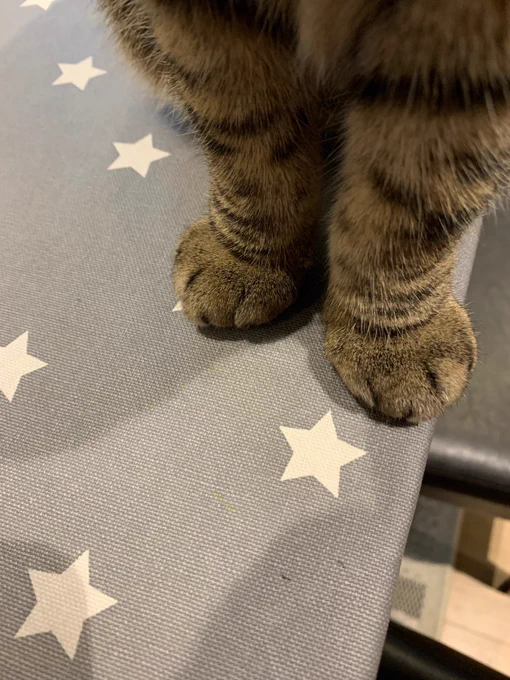 The adorable, fluffy front paws of a brown and black tabby cat