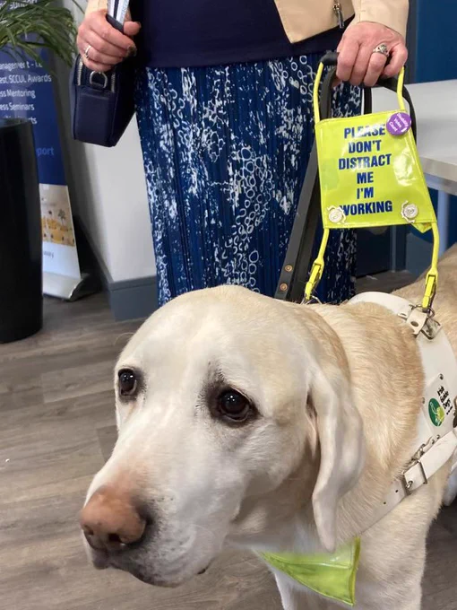 Guide dog Leon wearing a yellow handler harness with our disability votes count badges