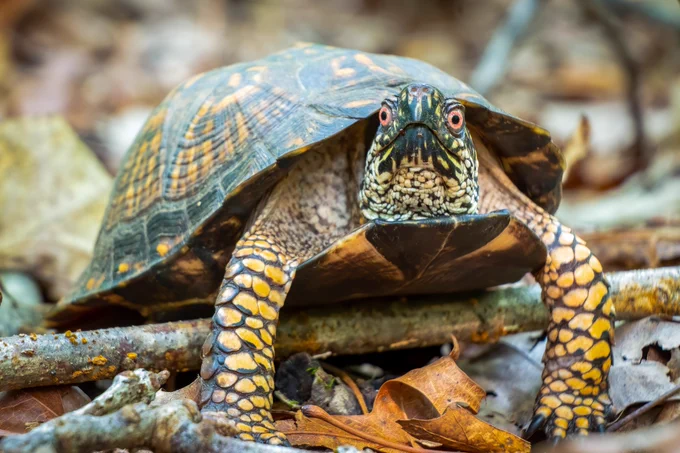 An Eastern box turtle, common to the east of the Mississippi, and occurring in the eastern parts of Missouri, attempts to crawl over a branch. The branch is forcing him to extend his front legs out all the way, which looks very silly! The turtle looks directly at the camera with red eyes. His body and shell are speckled with vibrant yellows and browns. 