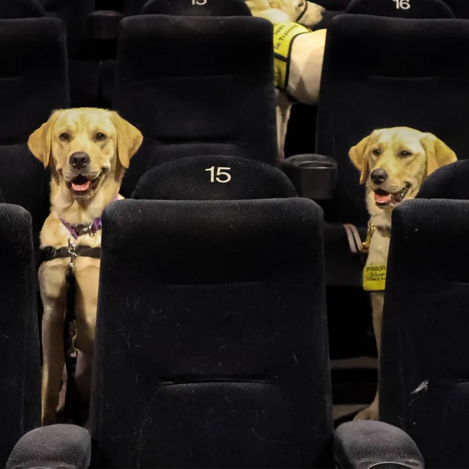 Two yellow labrador puppies sit in a movie theatre.
