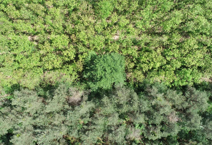 Aerial nadir image of a forest taken from a drone. The image has three different shades of green as there is deciduous forest at the top, coniferous forest at the bottom and a single large tree in the middle.
