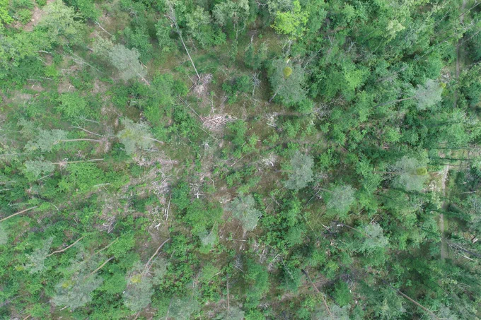 Aerial nadir drone image of a sparse pine forest with deadwood lying around.
