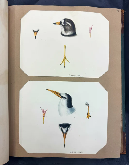 scrapbook page with two colourful illustrations of two birds. the top illustration is a common ringed plover and is black and white with orange beak. the bottom illustration is a little tern which is a mainly white bird with black 'cap' and a bright orange beak