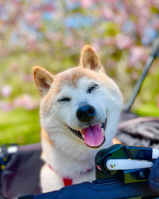 a sugar-faced shiba inu smiles with her eyes closed and her pink tongue sticking out a bit. blurry pink blossoms fill the background behind her.
